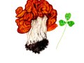 Gyromitra gigas  (Krombh. ) Cooke , Riesen-Lorchel 2
