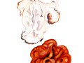 Gyromitra gigas  (Krombh. ) Cooke , Riesen-Lorchel