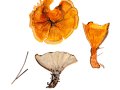 Hydnellum aurantiacum  ( Batsch ) Karst. , Orangebrauner Korkstacheling