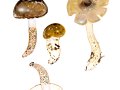 Hygrophorus latitabundus Britzelm.  , Großer Kiefern-Schneckling