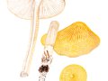 Hymenopellis radicata  (Relhan : Fr. ) H.Petersen ,  Grubiger Wurzel-Schleimrübling