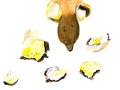 Hypomyces chrysospermus  Tul. & C.Tul. , Goldschimmel
