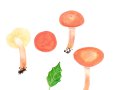 Lactarius atlanticus  Bon  ,  Atlantischer-Milchling