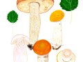 Leccinum albostipitatum den Bakker & -Noordel. ,   Espen-Rotkappe