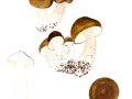 Lyophyllum decastes  ( Fr.: Fr.) Sing. , Brauner Büschel-Rasling