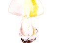 Mycogona rosea Link , Rosa Schimmelpilz auf Amanita caesarea