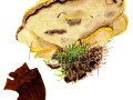Phaeolus schweinitzii ( Fr.: Fr. ) Pat. , Nadelholz-Braunporling  2