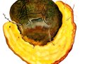 Phaeolus schweinitzii ( Fr.: Fr .) Pat. , Nadelholz-Braunporling