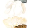 Pleurotus pulmonarius ( Fr.: Fr. ) Quél. ,  Lungenseitling