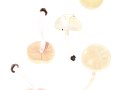 Pluteus plautus ( Weinm. ) Gillet ,   Verschiedenfarbiger Dachpilz