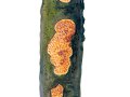 Radulomyces molaris (Chaillet: Fr.) M.P. Christ. , Gezähnelter Reibeisenpilz