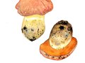 Rubroboletus lupinus Fr. , Wolfs-Röhrling