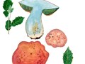Rubroboletus lupinus Fr. , Wolfs-Röhrling  2