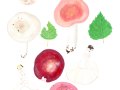Russula exalbicans ( Pers. ) Melzer & Zvára , Ausblassender Birken-Täubling