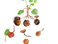 Sclerotinia binucleata  Baral ined. Henneb. ,  Scharbockskraut-Becherling