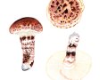 Sclerotinia binucleata  Baral ined. Henneb. ,  Scharbockskraut-Becherling