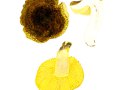 Tricholoma-chrysophyllum