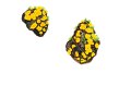 Aleuria  cestrica (Ellis & Everh.) Seaver , Kleinsporiger Orangebecherling