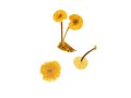 Callistosporium luteoolivaceus var. minor M. Bon ined. , Syn. Callistosporium pinicola Arnolds , Kleinsporiger Scheinrübling