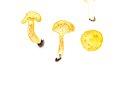 Cantharellus ferruginascens P.D. Orton , Rostfleckiger Pfifferling