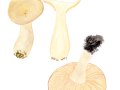 Clitocybe alexandri  (Gillet) Gillet , Buchsblättriger Tricherling