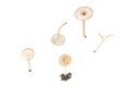 Clitocybe  collina (Velen.) Klán , Seidiger Mehlstiel-Trichterling, Sandfeld-Mehltrichterling