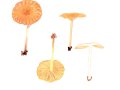 Collybiopsis peronata (Bolton) R.H. Petersen , Brennender Rübling