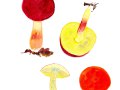 Hortiboletus rubellus (Krombh.) Simonini, Vizzini & Gelardi , Blutroter Filz-Röhrling