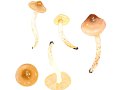 Hygrophorus roseodiscioideus M. Bon & Chevassut , Rosabrauner Schneckling