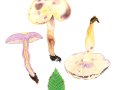 Lactarius flavidus Boud. , Gelber Schild-Milchling, Hain-Schildmilchling