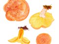 Lactarius deliciosus (L.) Gray , Echter Reizker,  Edelreizker