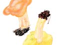 Lactarius deliciosus (L.) Gray , Echter Reizker,  Edelreizker