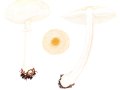 Macrolepiota exoriata var. heimii (Locq.: Bon) E. Ludwig , Schwachschuppiger Riesenschirmling