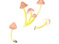 Mycena renati Quél. , Gelbstieliger Nitrat-Helmling