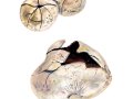 Mycenastrum corium (Guers.) Desv. , Gemeiner Sternstäubling