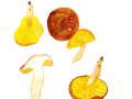 Phylloporus pelletieri  (Lev.) Quél. , Europäisches Goldblatt