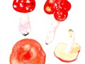 Russula lepida Fr. , Harter Zinnober-Täubling
