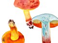 Suillelus queletii (Schulzer) Vizzini, Simonini & Gelardi , Glattstieliger Hexenröhrling