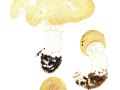 Agaricus augustus Fr. Riesen-Champignon
