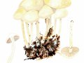 Agrocybe praecox (Pers.: Fr.) Fayod,  Voreilender Ackerling