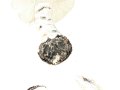 Amanita ponderosa Malencon & R.Heim , Braunschneidiger Wulstling , Rötlicher Scheidenwulstling