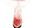 Amanita rubescens Pers. , Perlpilz, Rötender Wulstling