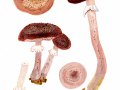 Armillaria  ostoyae (Romagn.) Herink , Dunkler Hallimasch
