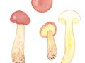 Aureoboletus projectellus (Murrill) Halling , Falsche Rotkappe, Großsporiger Kiefernröhrling