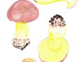 Boletus regius (Krombh.) D.Arora & J.L. Frank , Königs-Röhrling, Echter Königs-Rührling