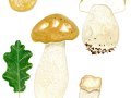 Boletus reticulatus Schaeff. , Sommer-Steinpilz, Eichen-Steinpilz