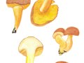 Buchwaldoboletus lignicola (Kallenb.) Pilát , Nadelholz-Röhrling