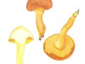 Buchwaldoboletus lignicola (Kallenb.) Pilát , Nadelholz-Röhrling