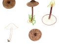 Calocybe obscurissima (A. Pearson) M. M. Moser , Düsterer Schönkopf