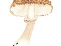 Chlorophyllum olivieri (Barla) Velinga , Olivbrauner Safranschirmling